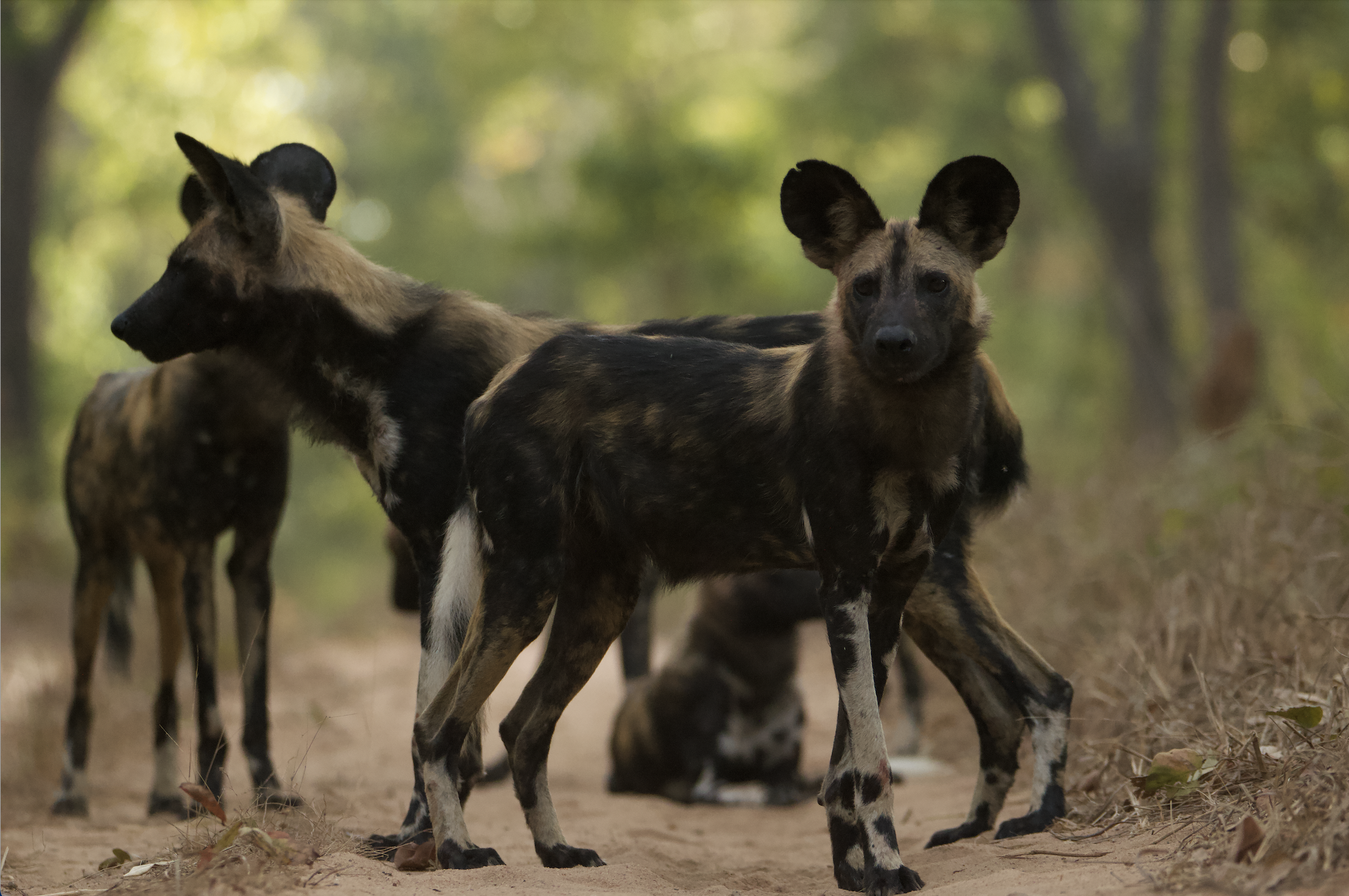 captura de ecrã 2026 01 28, às 17.23.39