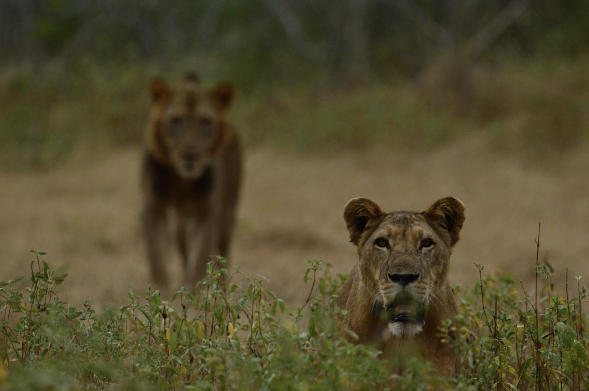 captura de ecrã 2026 01 30, às 14.10.49