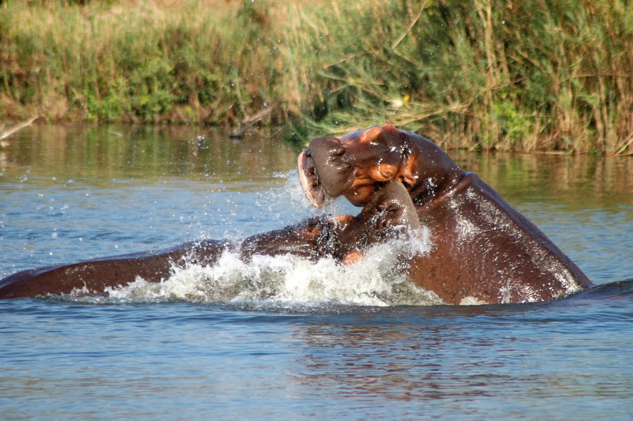 hippo's shoving each other (3)